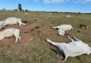 Frio intenso mata 74 bovinos em fazendas no Mato Grosso do Sul