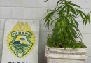 ROCAM apreende 1,8 kg de maconha, pé da planta e arma artesanal, no Paraná