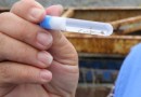 Paraná registra mais quatro óbitos em decorrência da dengue