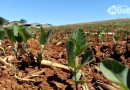 Cerca de 290 hectares de soja serão plantados no Sudoeste