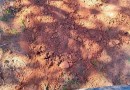Polícia encontra corpo de bebê sendo incendiado em quintal