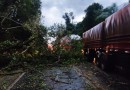 Sudoeste tem chuva de granizo e queda de árvores na pista; áreas estão sob alerta meteorológico