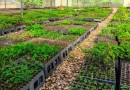 Viveiro Municipal disponibiliza mudas nativas e frutíferas