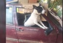 Cachorro é resgatado após ficar três meses confinado em carro estacionado no PR