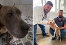Animais resgatados em situação de maus-tratos buscam famílias adotivas