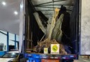 Polícia apreende caminhão com oliveiras centenárias contrabandeadas