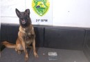 Homem é preso com maconha em ônibus