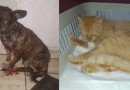Animais são vítimas de tiros de espingarda de pressão