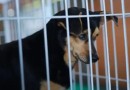 Feira de adoção na Expopato encontra lar para 96 animais