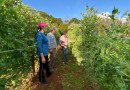 Oleicultura gera renda para produtores do Proder