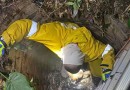 Bombeiros resgatam cachorro que caiu em poço de quatro metros