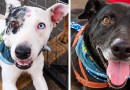 4ª edição do PetDay promove adoções e fortalece a solidariedade
