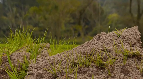 Agricultores do RS apostam no pó de brita como alternativa aos fertilizantes
