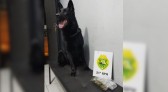 Maconha é apreendida em ônibus durante operação policial