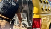 Homem com mandado de prisão é detido após fuga e resistência