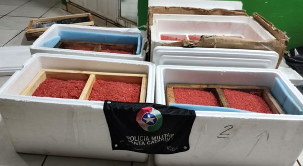 Polícia Militar apreende 32,5 kg de ova de salmão