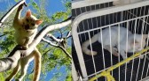 Guarda é acionada para resgate de gato em árvore, encontra animal com ferimentos graves e tutora acaba presa por maus-tratos, no PR