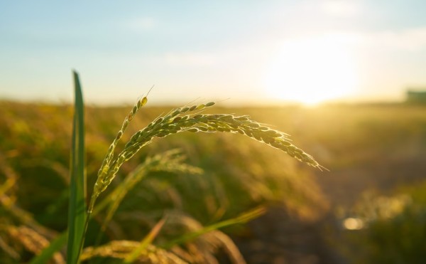 El Niño pode favorecer as safras de Brasil e Argentina, aponta relatório