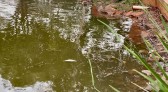 Vigilância Sanitária alerta sobre alimentação inadequada de peixes e aves nos lagos