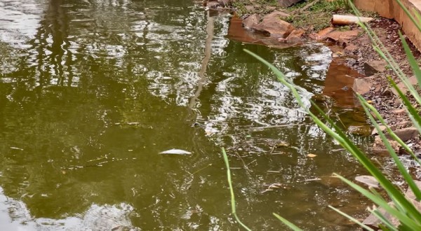 Vigilância Sanitária alerta sobre alimentação inadequada de peixes e aves nos lagos