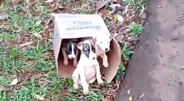 Três filhotes de cachorro são abandonados nas margens da PR-483