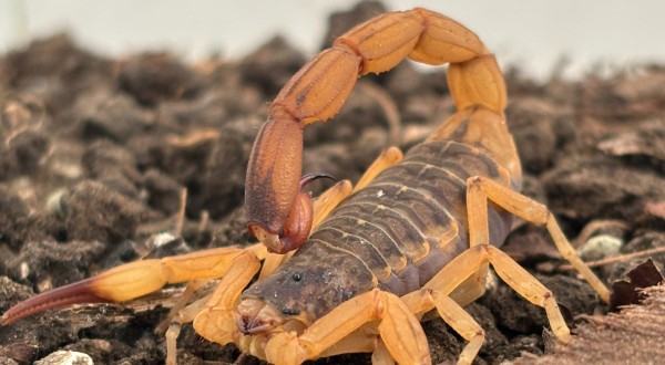 Estado alerta para aumento de acidentes com escorpiões e reforça medidas de prevenção
