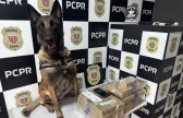 Cães policiais ajudam forças de segurança a apreender quase 150 toneladas de drogas em 2025