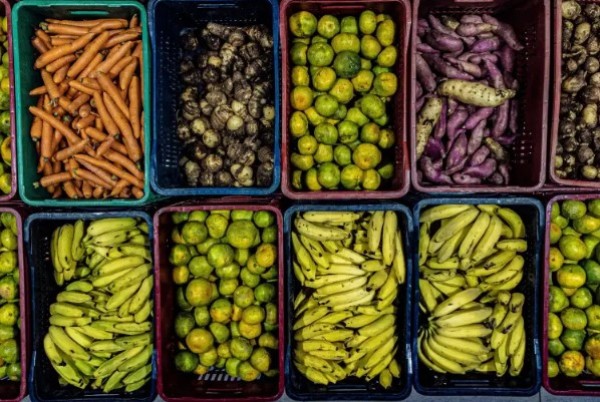 Paraná fortalece agricultura familiar e amplia uso de produtos orgânicos na merenda escolar