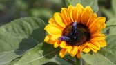 Simepar prevê primavera quente e com chuva abaixo da média histórica no Paraná