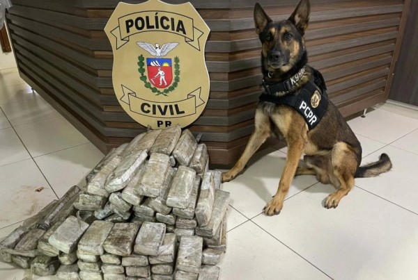 Operações com cães da PCPR ajudaram a tirar 5,7 toneladas de drogas de circulação em 2025