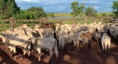 Furto de 12 bois é registrado em propriedade rural