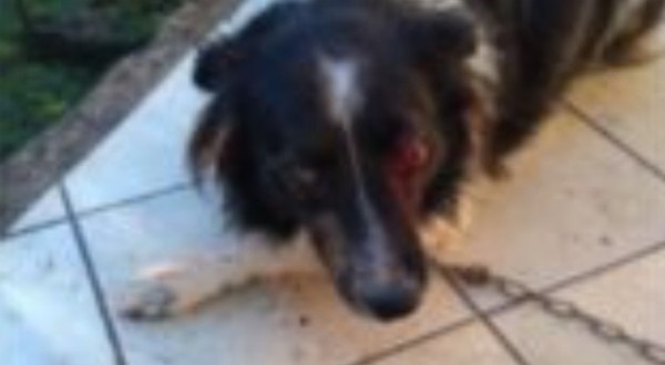 Idoso é preso após dar facada em olho de cachorro em SC