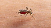 Saúde confirma primeira morte por dengue no Paraná neste período epidemiológico
