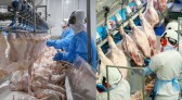 Paraná liderou produção nacional de frangos em 2022; indústria de suínos também cresceu