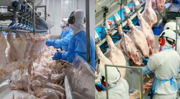 Paraná liderou produção nacional de frangos em 2022; indústria de suínos também cresceu