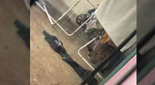 Onça-pintada é encontrada escondida em quintal de casa em Foz do Iguaçu