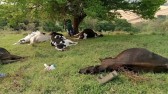 Vacas morrem por conta de descarga elétrica causada por raio