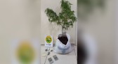 Denúncia anônima leva à prisão por posse de drogas em Dois Vizinhos