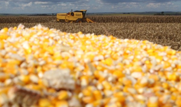 Milho chega ao fim do ano como principal aposta do produtor paranaense, aponta Deral
