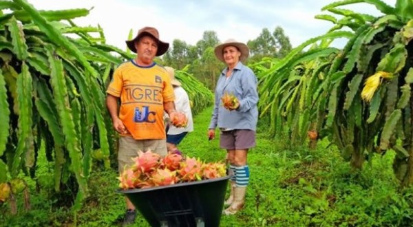 Estado vira polo de produção sustentável de pitaia