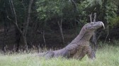 Morador encontra dragão em sua residência