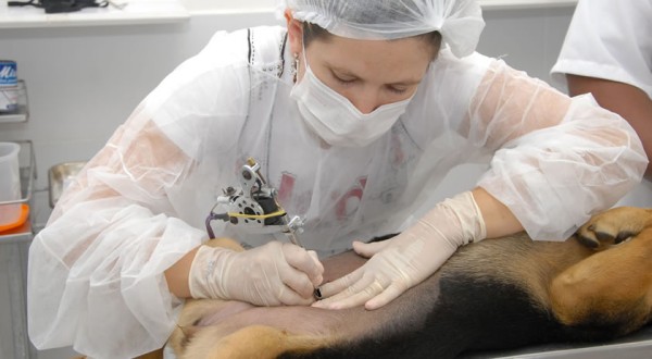 Prefeitura de Marmeleiro pretende ampliar castração de cães e gatos