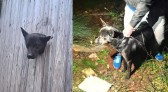 Cão é resgatado após ficar preso em parede de residência em Passo Fundo