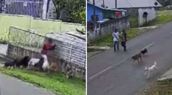 Tutor de cães que atacaram criança no Paraná observou ataque sem intervir, diz polícia