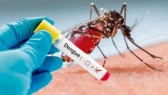 Dengue registrou aumento de 400% e matou mais que o Covid-19 em 2024