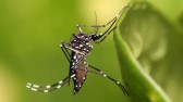 Índice de dengue diminui no município