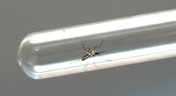 Com aumento de quase 100%, Saúde reforça alerta para casos de chikungunya no Paraná