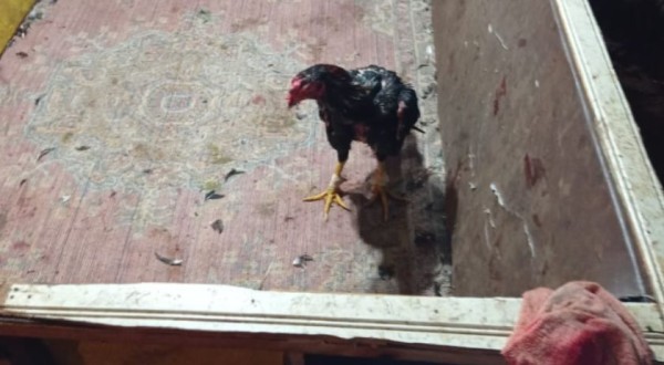 Rinha de galo é flagrada após denúncia