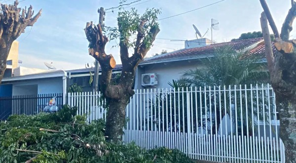 Prefeitura esclarece a forma correta para a poda de árvores