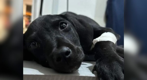 Polícia Militar prende homem por atirar contra filhote de cachorro